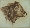 1901-1903 ca. - Vitello di profilo